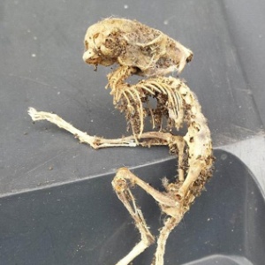 Especialistas dizem que o pequeno esqueleto pode ser de um rato - Reprodução/Daily Mail
