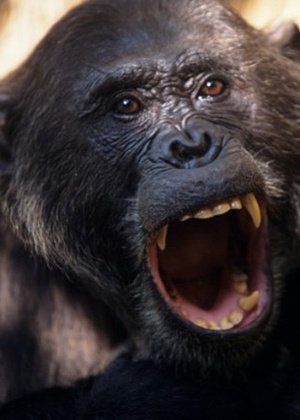 Chimpanzé - AFP - AFP