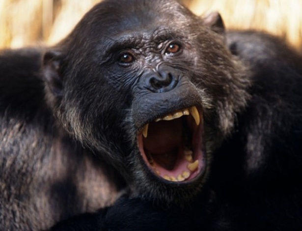Instinto assassino: chimpanzés matam para se livrar de rivais e não por influência humana, afirmam pesquisadores - AFP