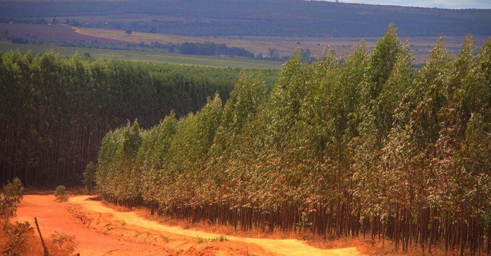 Programas de desenvolvimento do governo Aécio Neves em MG (2003-2010) colocaram de novo o eucalipto no centro dos projetos