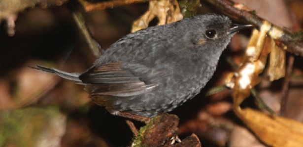 O macuquinho-preto-baiano foi descoberto em uma faixa estreita de Mata Atlântica, no litoral da Bahia - Divulgação