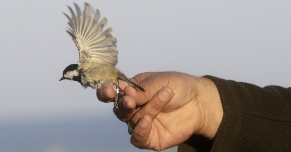 20.set.2014 - O ornitólogo Steve Piotrowski, do Reino Unido, libera o pássaro chapim-carvoreiro (Periparus ater) após inspecioná-lo para um estudo sobre migração das aves, em Kabli, na Estônia