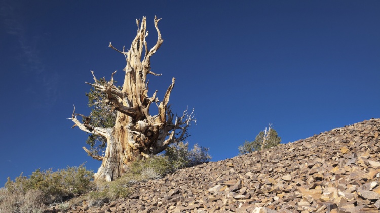 As árvores mais velhas são os pinheiros bristlecone (Pinus longaeva) da California, EUA. "Matusalém" teria aparência semelhante a este, acima. As árvores mais velhas são os pinheiros bristlecone (Pinus longaeva) da California, EUA. "Matusalém" teria aparência semelhante a este, acima.