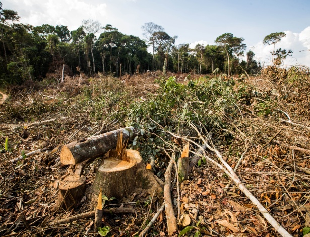 Desmatamento da floresta amazônica dentro da reserva Chico Mendes, no Acre - Eduardo Anizelli/Folhapress
