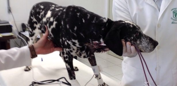A cachorra Frida é cega e sofre de uma doença renal sem cura, mas se salvou da eutanásia ao fazer hemodiálise em atendimento da Unesp de Botucatu - Divulgação