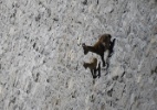 Cabras fazem descida com inclinação de 80º em Alpes - Olivier Morin/AFP