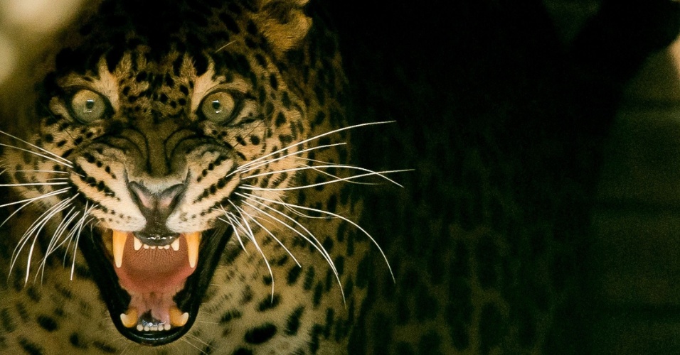 24.set.2014 - Leopardo fêmea abre a boca para intimidar as pessoas e evitar que se aproximem de seus filhotes no zoológico de Maubege, na França