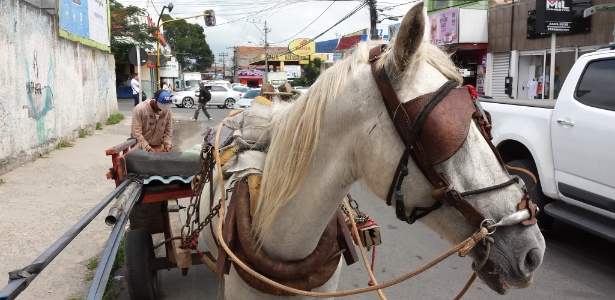 Tinha um cavalo no meio do caminho - Leandro Prazeres/UOL