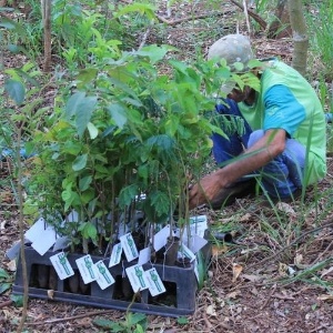 Mudas de árvores identificadas e sendo plantadas pelo "Site Sustentável" - Divulgação