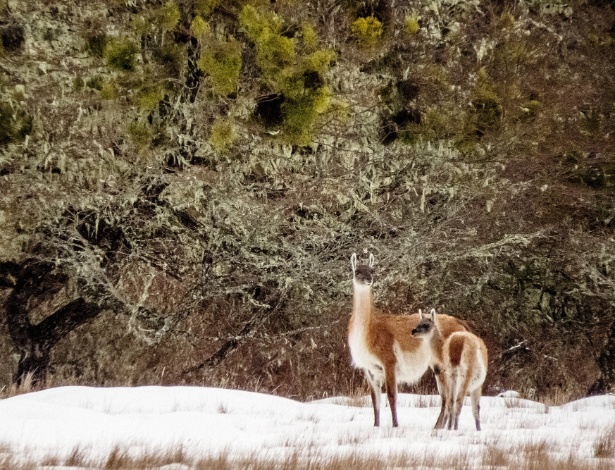 Dois guanacos são vistos perto de uma floresta na Tierra del Fuego, no Chile, onde esses animais são caçados e indesejados por fazendeiros e madeireiros locais - Tomas Munita/The New York Times