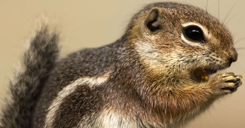 30.set.2014 - Esquilo faz sua refeição no zoológico de Rostock, na Alemanha