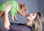 Sucesso no Instagram, porco Jamon vira série animada na rede social - Reprodução/Instagram/jamonthepig