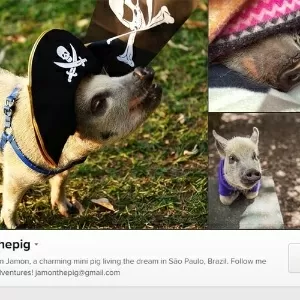 Pets fofos para seguir no Instagram - Parte II – Depois Dos Quinze