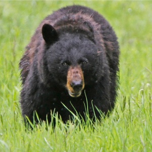 Passeio de bultar - Página 3 20jun2011--urso-negro-e-visto-no-parque-nacional-de-yellowstone-no-wyoming-1412720352030_300x300
