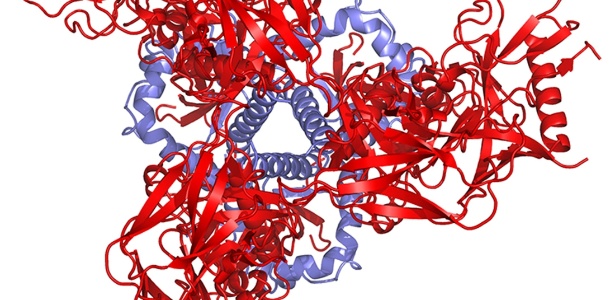 Imagens moleculares divulgadas recentemente mostram o traço característico que ajuda o HIV a infectar as células do sistema imunológico: trata-se de um "espinho" no vírus, que lhe permite penetrar nas células CD4 - NIAID/Reuters