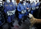 Morre o cachorro símbolo dos protestos na Grécia - Aris Messinis/AFP