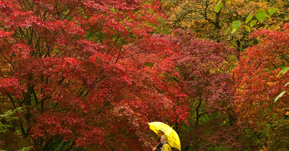 14.out.2014 - Casal de visitantes passeia no Antigo Arboreto de Westonbirt, na Inglaterra, com as árvores coloridas pelo outono europeu