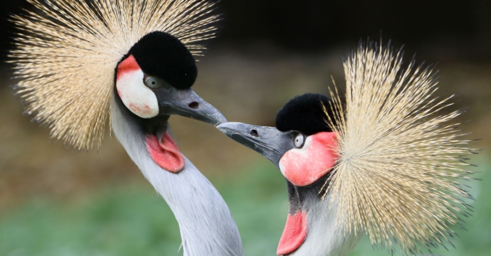 14.out.2014 - Aves da espécie grou-coroado são vistas no Jardim Zoológico de Berlim, na Alemanha