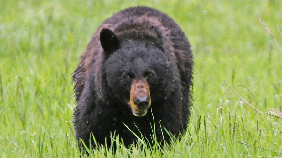 Urso preto foi responsável pelo ataque de mulher em província no Canadá - Jim Urquhart/Reuters - 20.jun.2011
