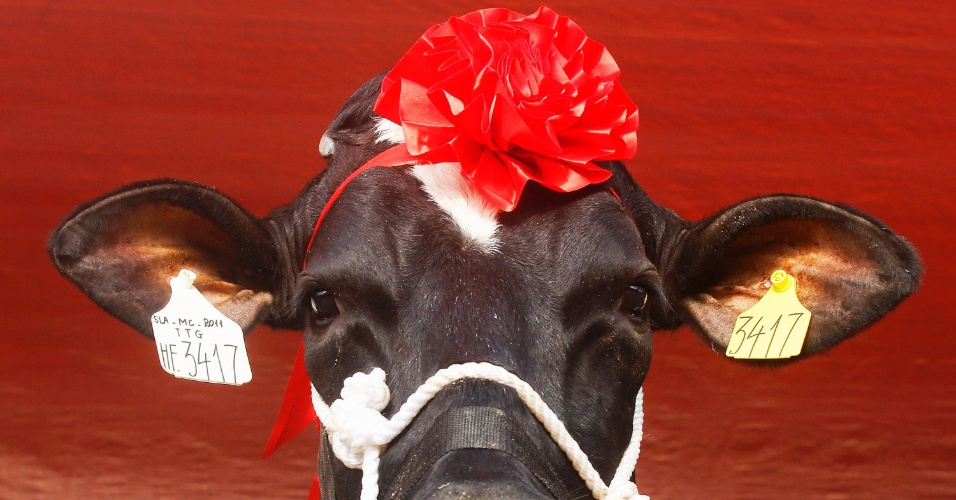 17.out.2014 - Uma vaca enfeitada é fotografada antes de participar do concurso de beleza Miss Milk Cow em Moc Chau, a 200 km de Hanói, no Vietnã
