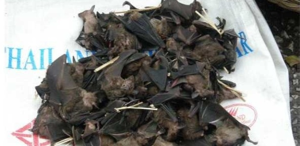 A carne de morcego é consumida em países africanos apesar do risco de contaminação pelo ebola - AFP