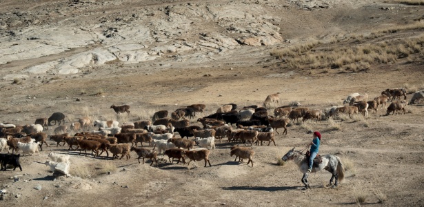 A pastora Aijamal, 32, cuida das ovelhas de sua família durante migração anual de outuno do povo nômade Kazakh - Gilles Sabrie/The New York Times