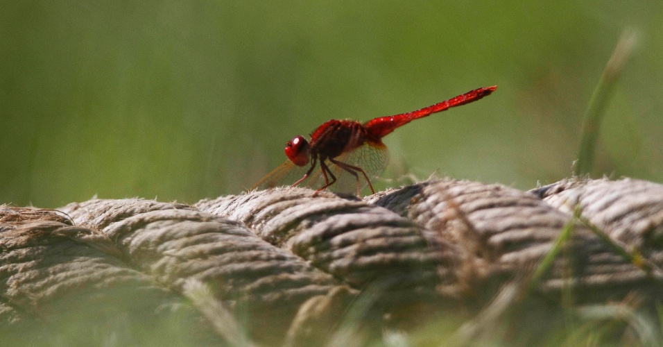 27.out.2014 - Uma libélula pousa em uma corda limite de um campo de críquete, em Katmandu, no Nepal