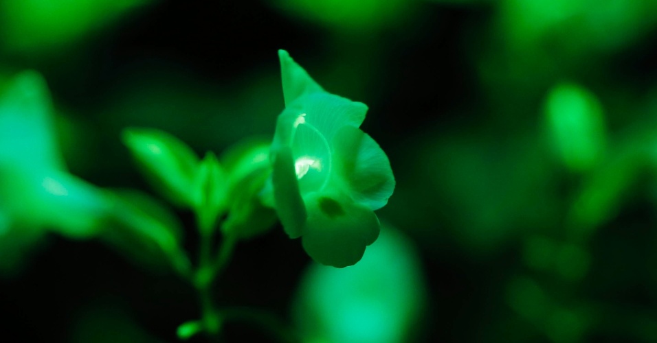 29.out.2014 - Pétalas e folhas de uma flor brilham na cor verde quando exposta a LEDs azuis na exposição "Hikari the Wonder of Light", no Museu Nacional da Natureza e Ciência de Tóquio, no Japão