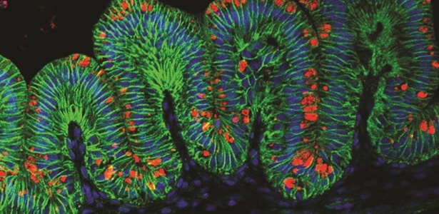 Tecidos de estômago humano (marcados em verde na imagem) cresceram em um prato que contém células que produzem muco (em vermelho), da mesma forma que os estômagos naturais. Os mini-órgãos ajudam os cientistas a estudar as doenças gástricas - Divulgação/Kyle McCracken