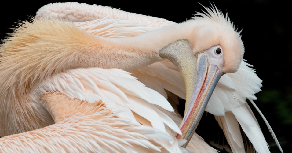 29.out.2014 - Um pelicano no jardim zoológico em Frankfurt, na Alemanha