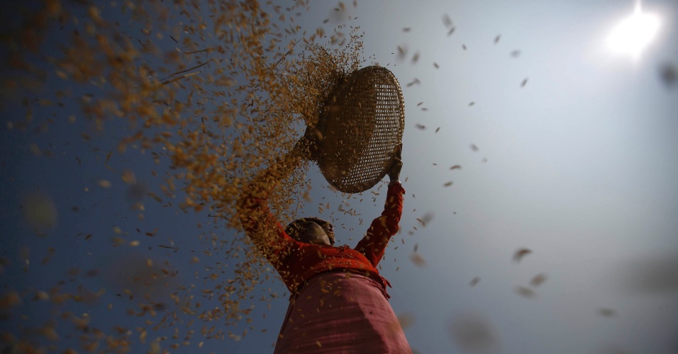 30.out.2014 - Uma agricultora colhe arroz em um campo em Lalitpur, no Nepal