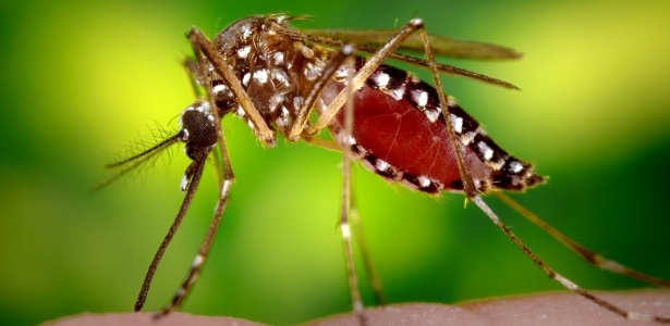 Mosquito Aedes Aegypti, transmissor de doenças como a dengue e a febre chikungunya - Thinkstock