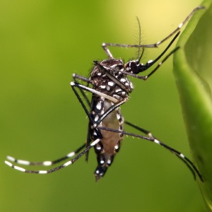 Mosquito Aedes Aegypti, transmissor de doenças como a dengue e a febre chikungunya