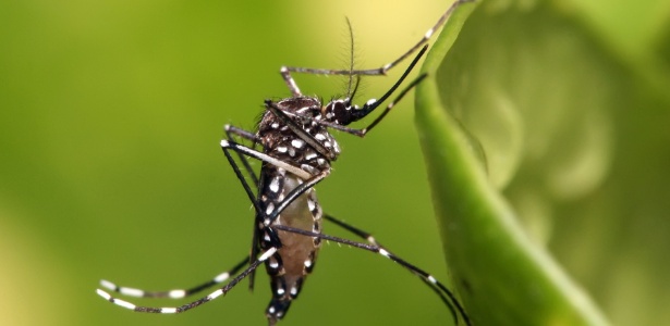 Mosquito Aedes Aegypti, transmissor de doenças como a dengue e a febre chikungunya - Wikimedia Commons/Wikipedia