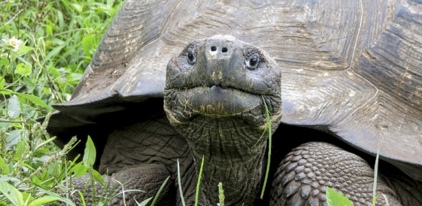Projeto salva "Tartaruga Gigante de Darwin" de extinção - Getty Images/iStockphoto