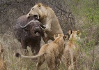 Encontros mortais! Os flagras mais incríveis de animais selvagens em ação - Reprodução/ James Tyrrell/Londolozi Game Reserve