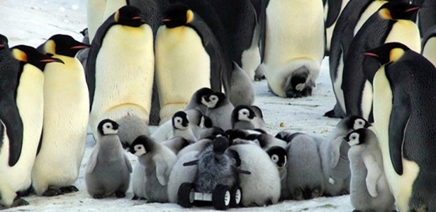 O robô camuflado de filhote se infiltra na creche de pinguins-rei - Yvon Le Maho et al/Nature Methods