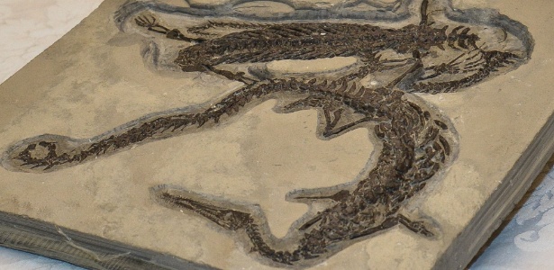O governo da França entregou fósseis de Mesosaurus braziliensis de grande valor científico, exportados ilegalmente para a Europa e apreendidos pela aduana francesa, à Polícia Federal - Wilson Dias/Agência Brasil