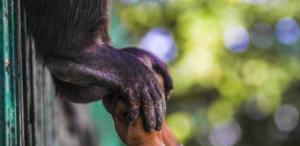 Chimpanzé brinca com seu cuidador em Lahore, no Paquistão - Omer Saleem/EFE