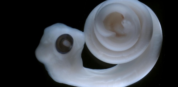 Embrião de cobra píton após 11 dias da oviposição. As duas pequenas manchas brancas localizadas quase no final da cauda são o par de pênis, chamado de hemipenis - Reprodução/Patrick Tschopp