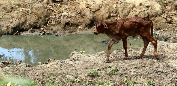 Estiagem já matou 1.100 cabeças de gado em São Fidélis - Wilton Júnior/ Estadão Conteúdo 