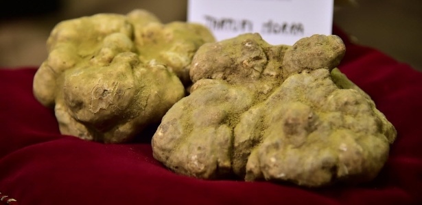 A trufa foi encontrada nos bosques da província de Campobasso -  Giuseppe Cacace/AFP  