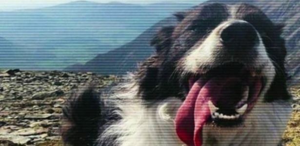 O cachorro Jasper, que se perdeu e teve uma campanha feita através das redes sociais que mobilizou 6.000 pessoas e levantou o equivalente a R$ 200 mil na Inglaterra - Arquivo pessoal