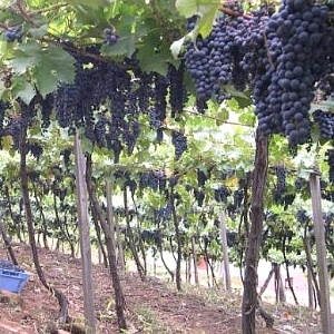 Plantação de uvas da Embrapa, em imagem de novembro de 2014 - Viviane Zanella/Embrapa