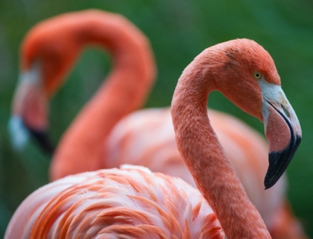 Flamingos: mais próximos dos pombos do que dos pelicanos, segundo novo estudo sobre aves - Sebastien Bozon/AFP