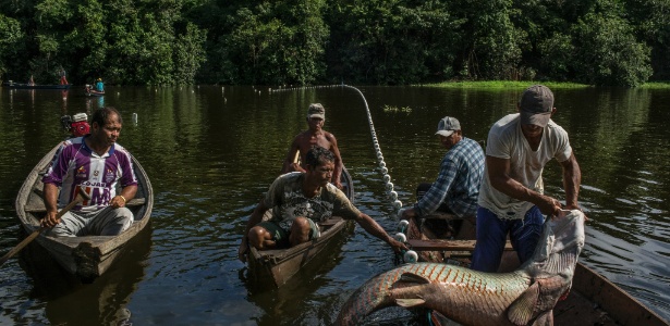 Pescadores e ambientalistas ajudam a preservar o pirarucu - Mauricio Lima/The New York Time