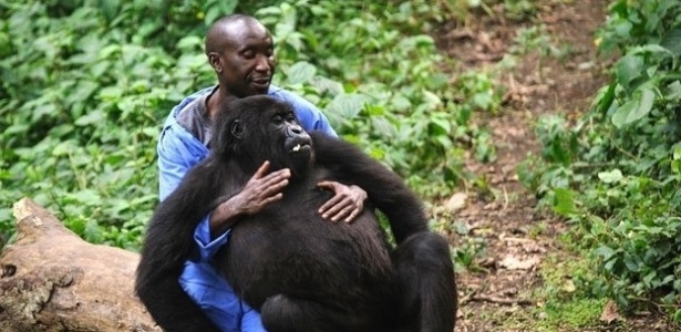 O guarda florestal Andre Bauma cuida, há sete anos, de gorilas-das-montanhas, em Virunga, o mais antigo parque nacional da África, na República Democrática do Congo. Ele diz amá-los como se fossem seus próprios filhos - Getty Images