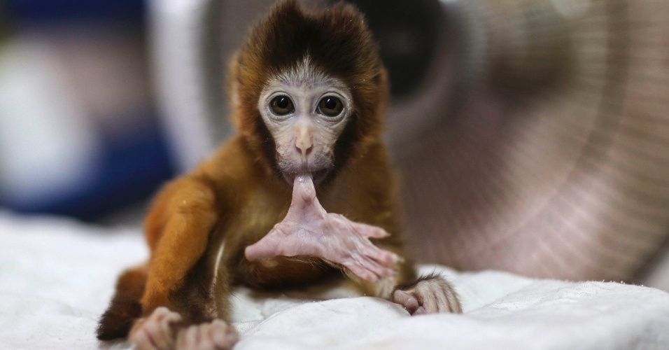 14.nov.2014 - Macaco de três meses de idade morde seu dedo do pé na frente de um aquecedor de ar, em um parque de vida selvagem em Kunming, na província de Yunnan, na China