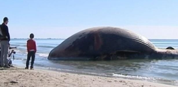 Baleia encalha e morre na praia de Saintes-Marie-de-la-Mer, na França - Reprodução