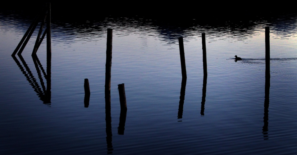 17.nov.2014 - Pata nada entre postes de madeira para amarração que refletem na água do lago Hopfensee, na Alemanha